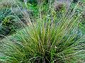 Ceylon Beardgrass